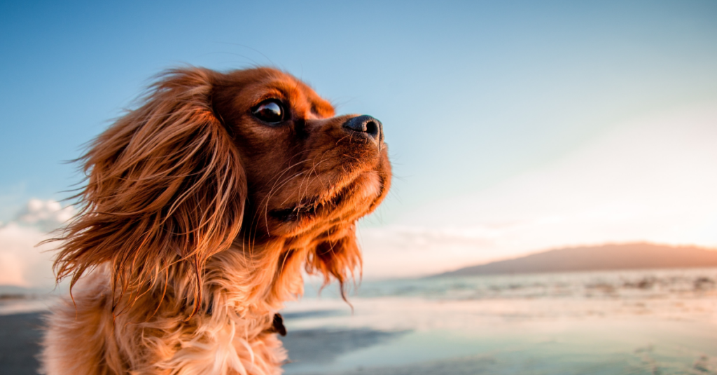 campings en corse avec chiens acceptés