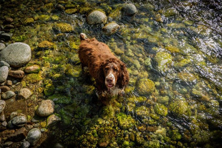 Les piscines naturelles avec chien-accepté